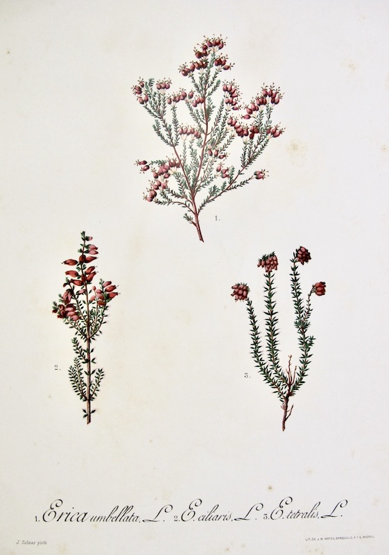 Flora Forestal Española - Erica Umbellata, L., E. Ciliaris, L., E. Tetralis, L.